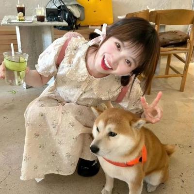 大明星醒目狗 在线观看封面